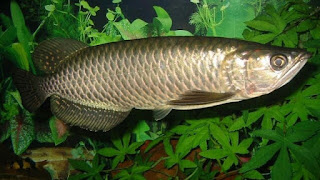 Harga Ikan Arwana Anakan dan Dewasa Semua Jenis Terbaru ...