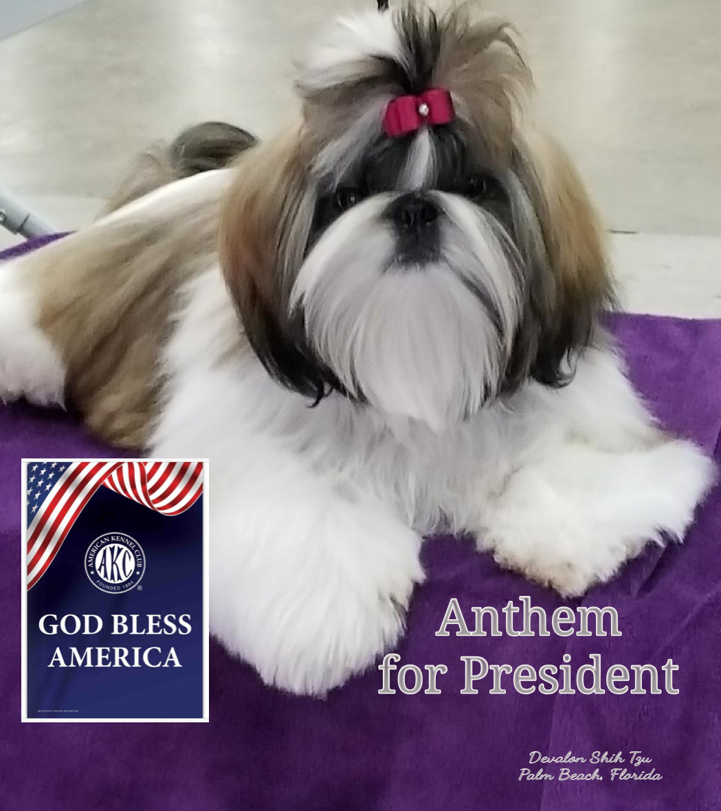 camp marlin doggie daycare