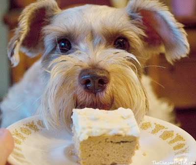 Dotte and YPCK Birthday Pup Kake Dog cake