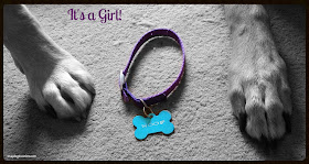 It's A Girl #RescuedDog #AdoptDontShop #LapdogCreations ©LapdogCreations