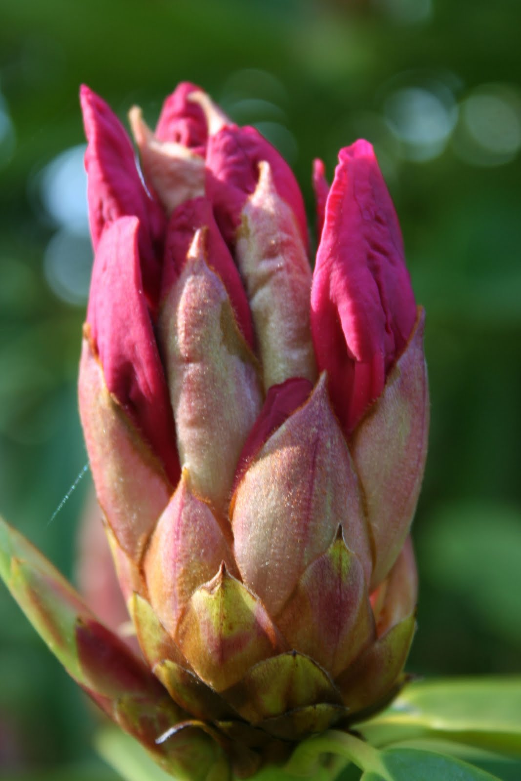 Pine Lake: The Blog: Rhododendrons Run Riot at New Jersey Botanical Gardens