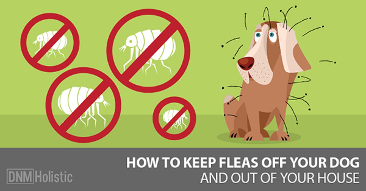 Basic Flea Removing Method in Dog Doglopedix