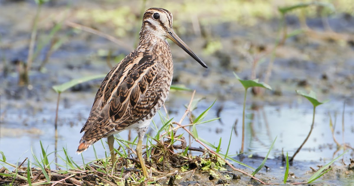 Особенности поведения и образ жизни бекаса