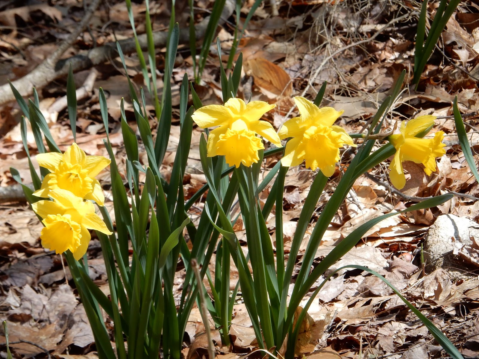 Romance Gems The Daffodils Are Coming!The Daffodils Are Coming! by