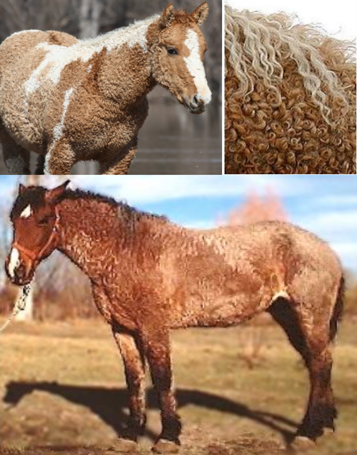 NephiCode Are Wild Horses Native to the Americas Part IV