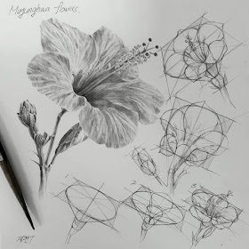 09-Hibiscus-flower-Anjjaemi-www-designstack-co