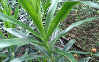 Manfaat dan Khasiat Tanaman Suji (Dracaena Angustifolia Medik. Roxb)  Tanaman suji adalah salah satu jenis tanaman hias yang sering kita jumpai berada disekita Manfaat dan Khasiat Tanaman Suji (Dracaena Angustifolia Medik. Roxb)