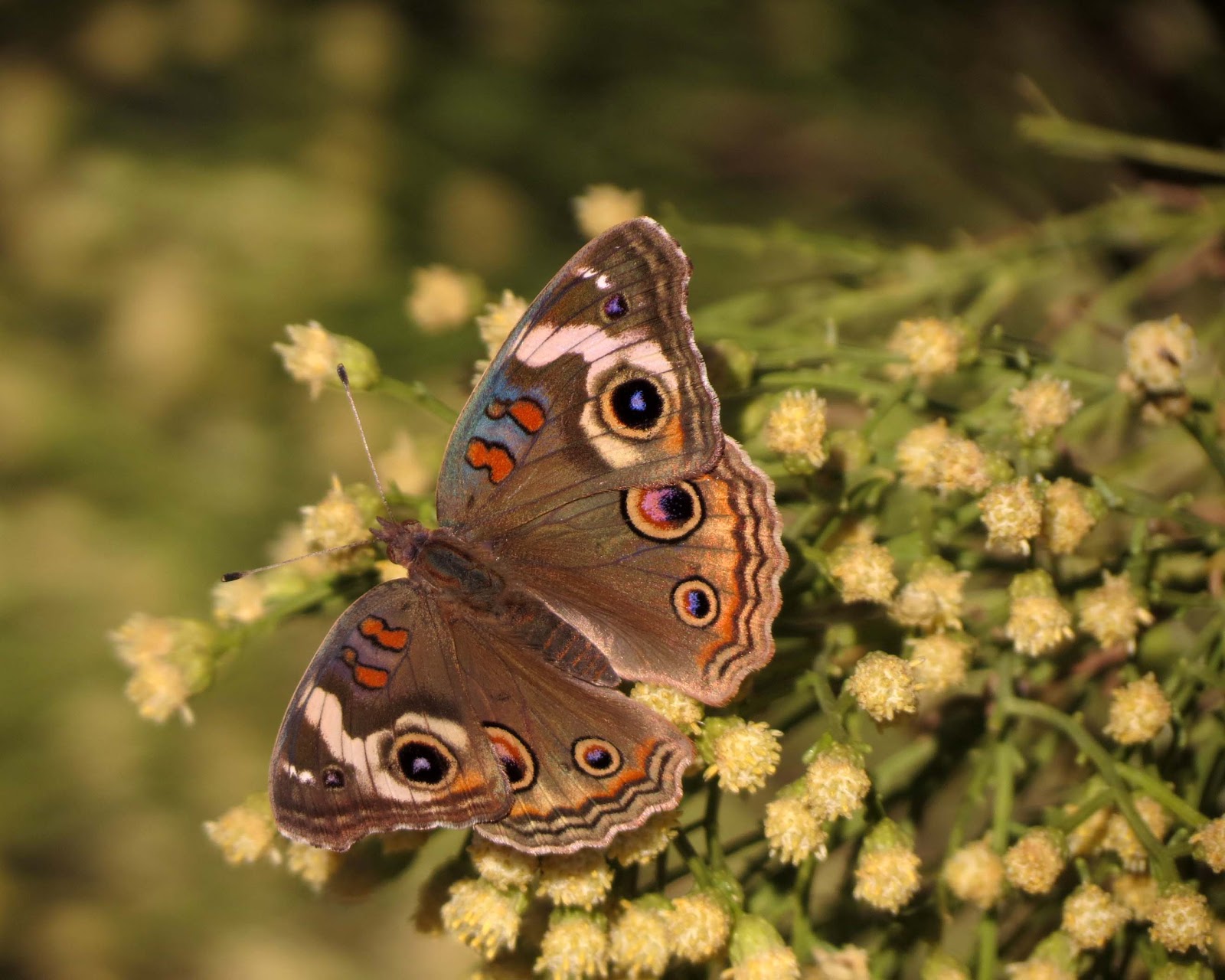 Desert Colors: Autumn Butterflies
