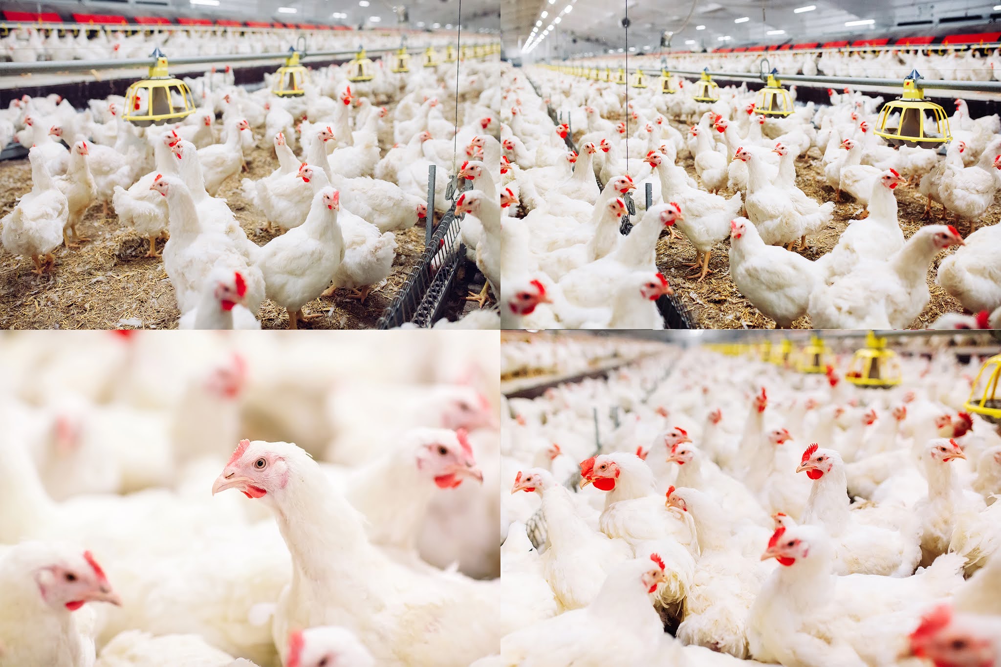 Pictures of the highest quality of poultry, farms or chicks for advertising