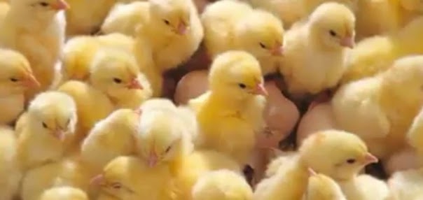  مرض الإرتعاش الوبائي في الطيور Chicks