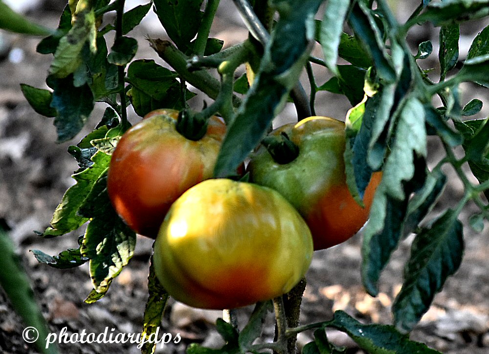 Choisya Ternata Stock Photos Choisya Ternata Stock Images Alamy