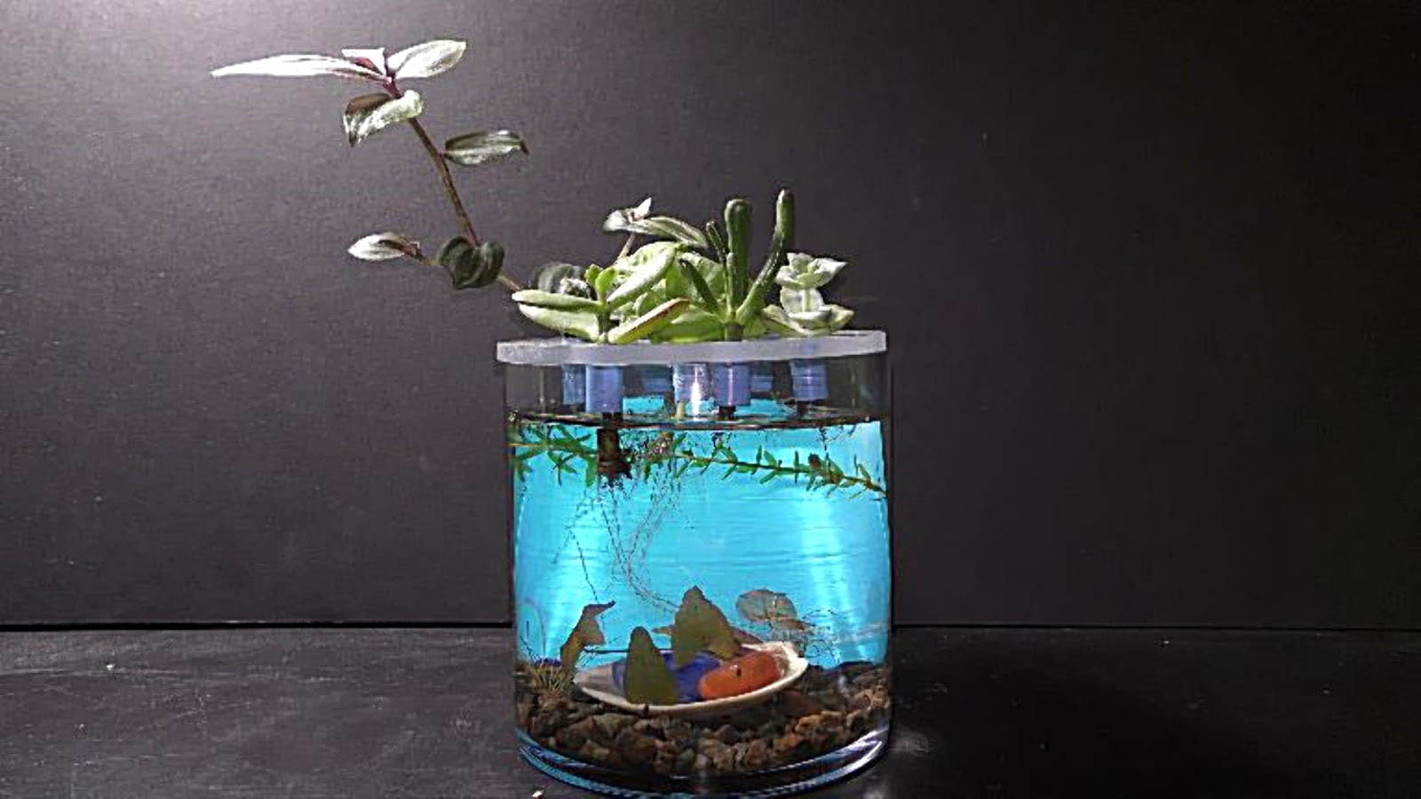 Random Bits Vase Aquarium Garden