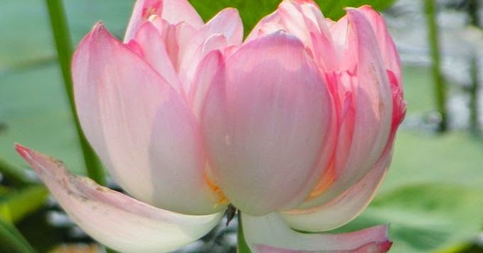 Anjana Sreedhara Charu Moorthe Krishna à´à´ à´à´¨ à´¶ à´° à´§à´° Kanfusion anjana sreedhara charu moorthe krishna