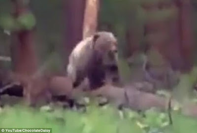 m Watch the terrifying moment hunters in Russia shot a brown bear dead as it charged at them