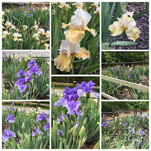 The Irises at the farm