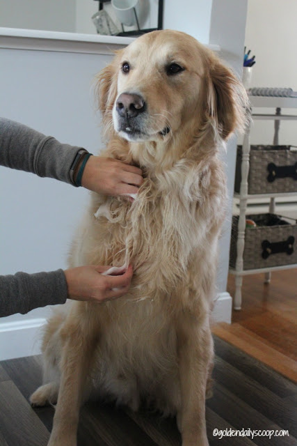 cleaning your golden retriever dog's coat with a waterless shampoo