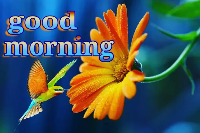 very beautiful good morning pictures