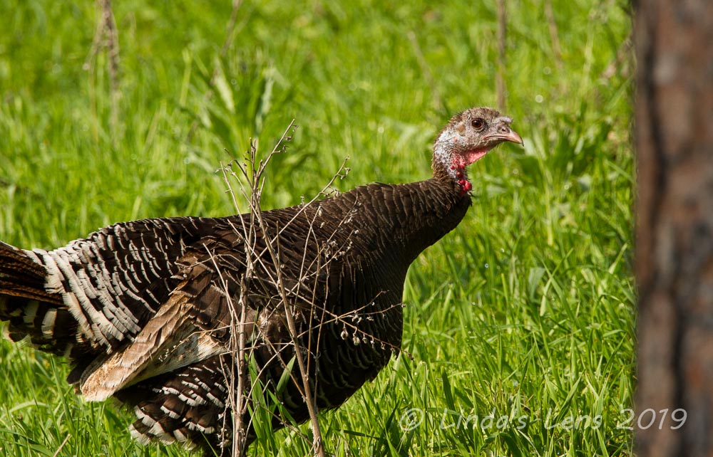 Linda's Lens Critters of South Dakota