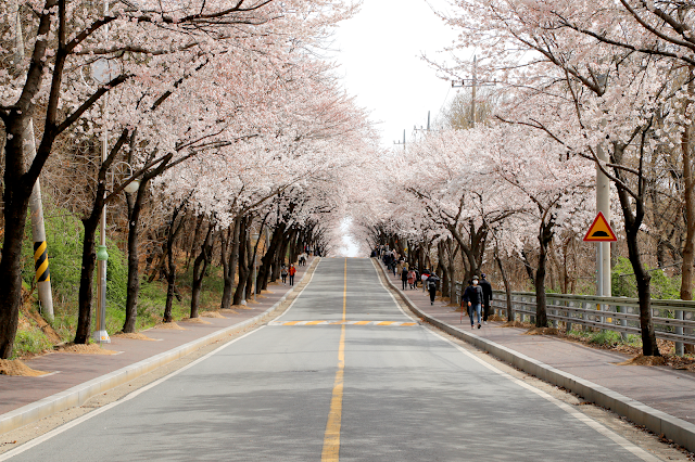 Cherry Blossoms in Pyeongtaek: Eunhye-ro, Pyeongtaek University, and ...