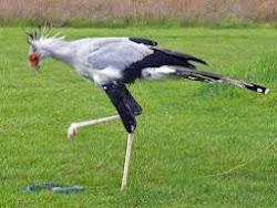 secretary bird birds facts fly