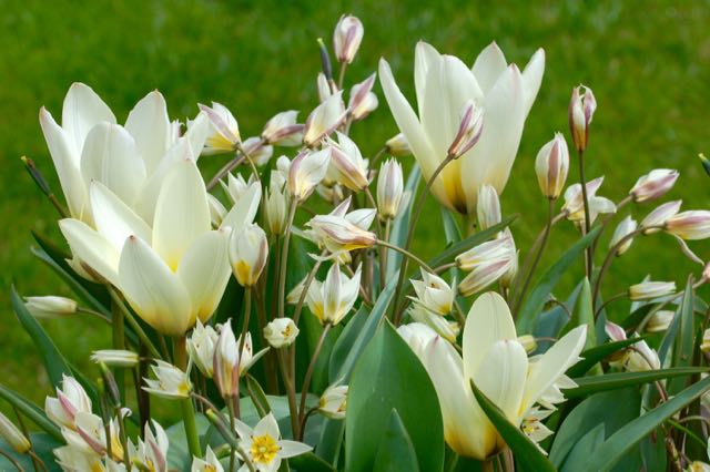 White tulip #tutorial #tulip #zyxcba #abzyca #jomnikah