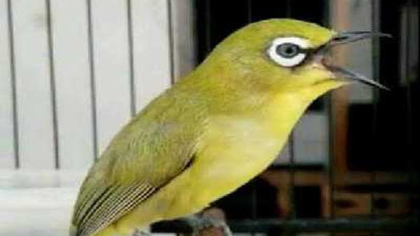 Download Mp3 Suara Terapi Burung Pleci Ngalas Nembak Dan Ngeplong