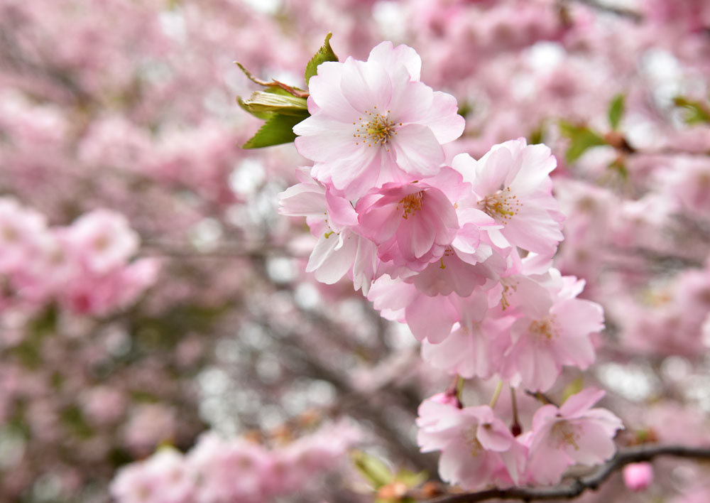 Toronto Grand Prix Tourist A Toronto Blog Toronto Cherry Blossoms in