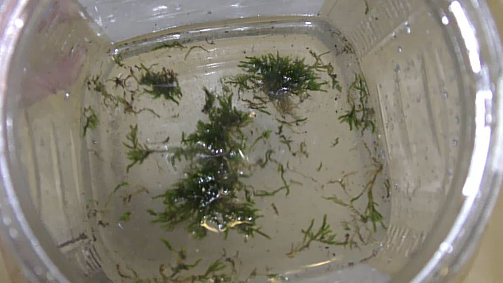 Random Bits Two Ways to Grow Land Moss Underwater