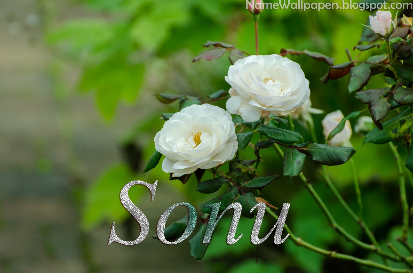 sonu-name-wallpapers-sonu-name-wallpaper-urdu-name-meaning-name