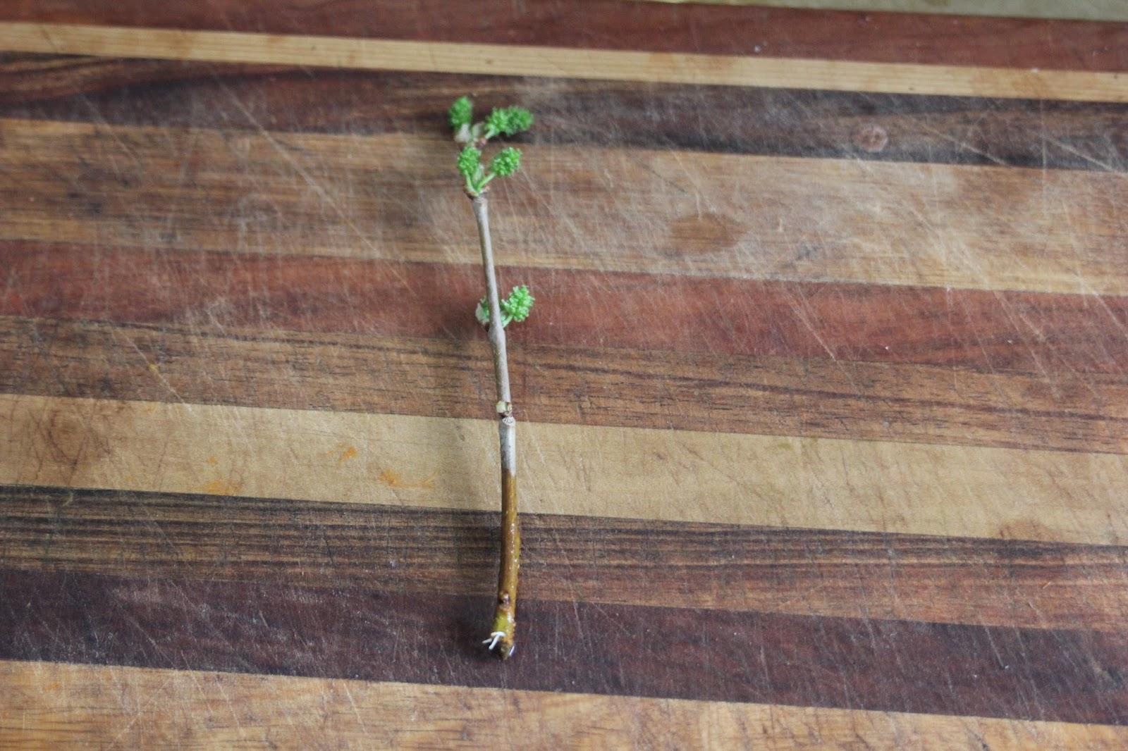 Mudflower Mulberry tree from cuttings the easy way