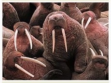 Jenis-jenis mamalia laut