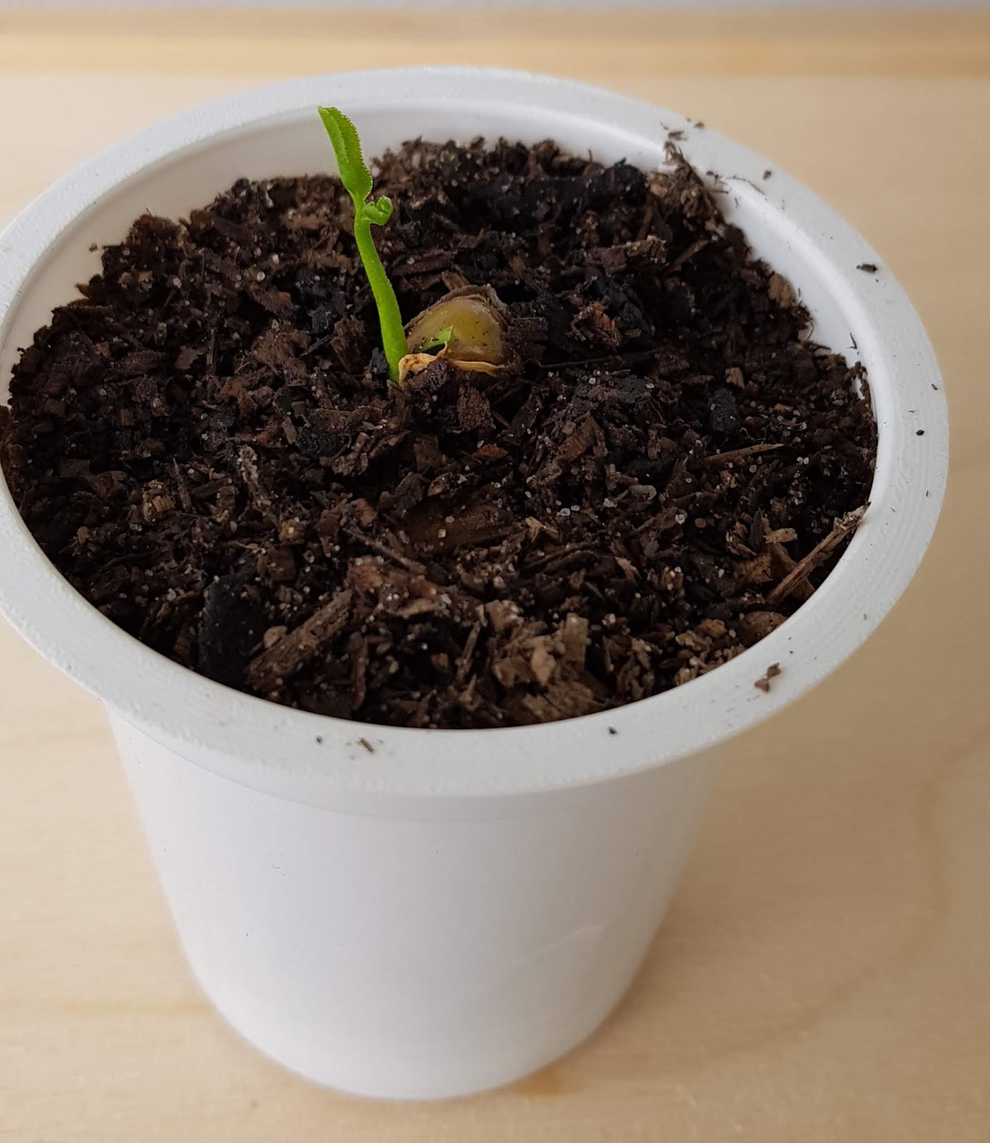 Growing Valencia Orange From Seeds 1st batch