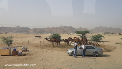 cerita pengalaman saya berkunjung ke peternakan unta camel farm di hudaibiyah arab saudi umroh alhijaz indowisata nurul sufitri travel lifestyle blogger review