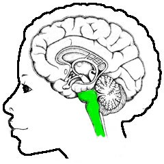 level05brainStem.jpg