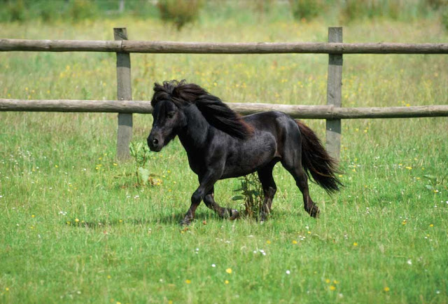 Small Black Horse