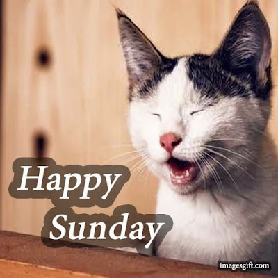happy sunday images funny happy sunday images funny
