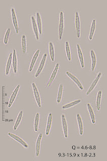 Lachnum longipilosum