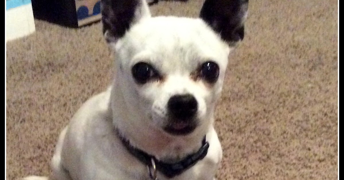 Posh Pooch Designs Dog Clothes Frisbee Dog Toy Crochet Pattern