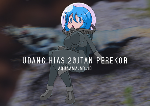 Berita ttg Harga Udang Hias Termahal Trending