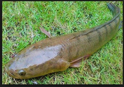  Ikan  Gabus  Ini Dia Klasifikasi dan  Morfologinya yang 