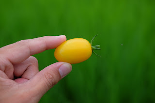 家庭菜園で採れた黄色いトマト