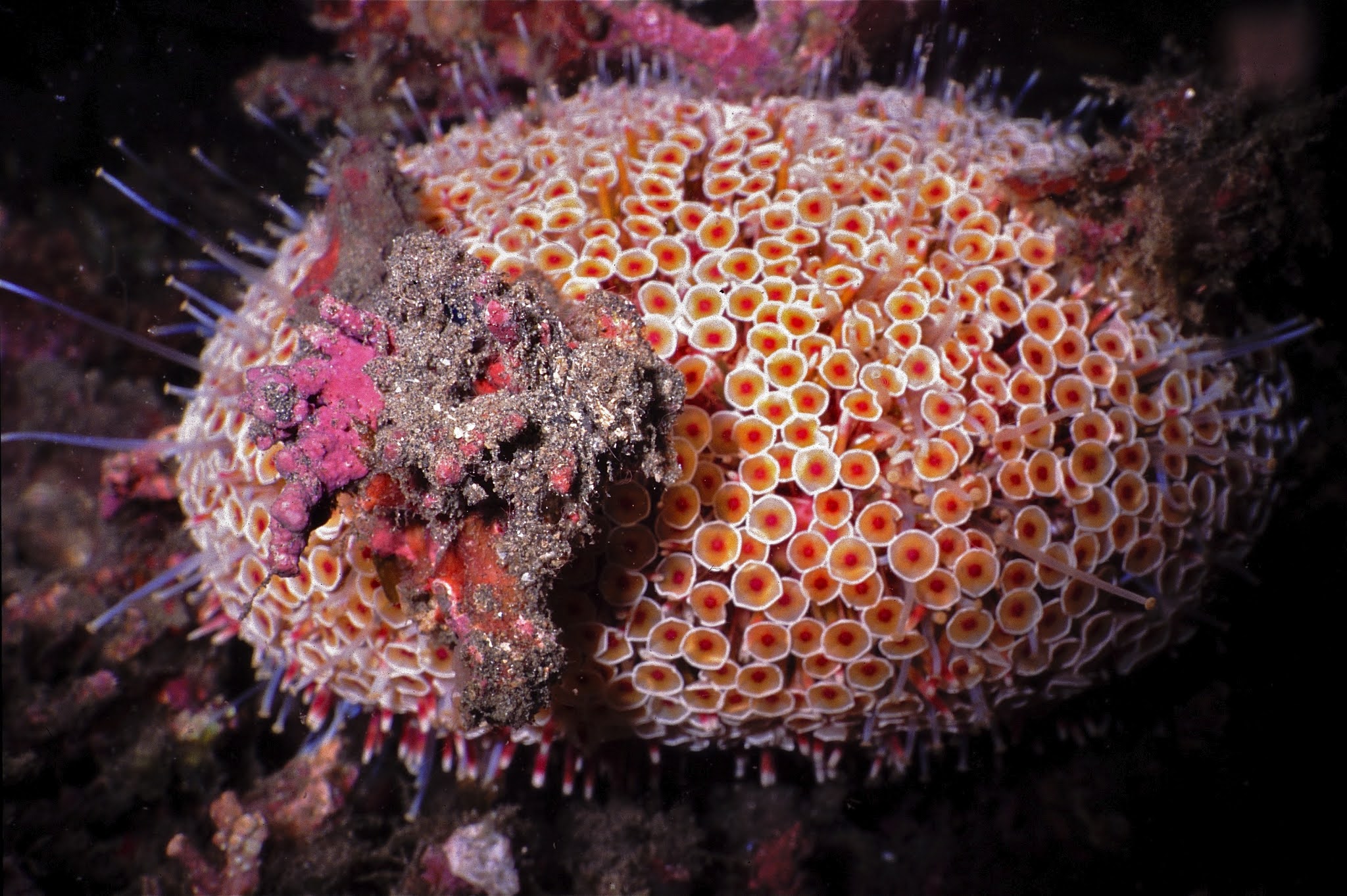 Where do Flower sea urchins live? Toxopneustes pileolus