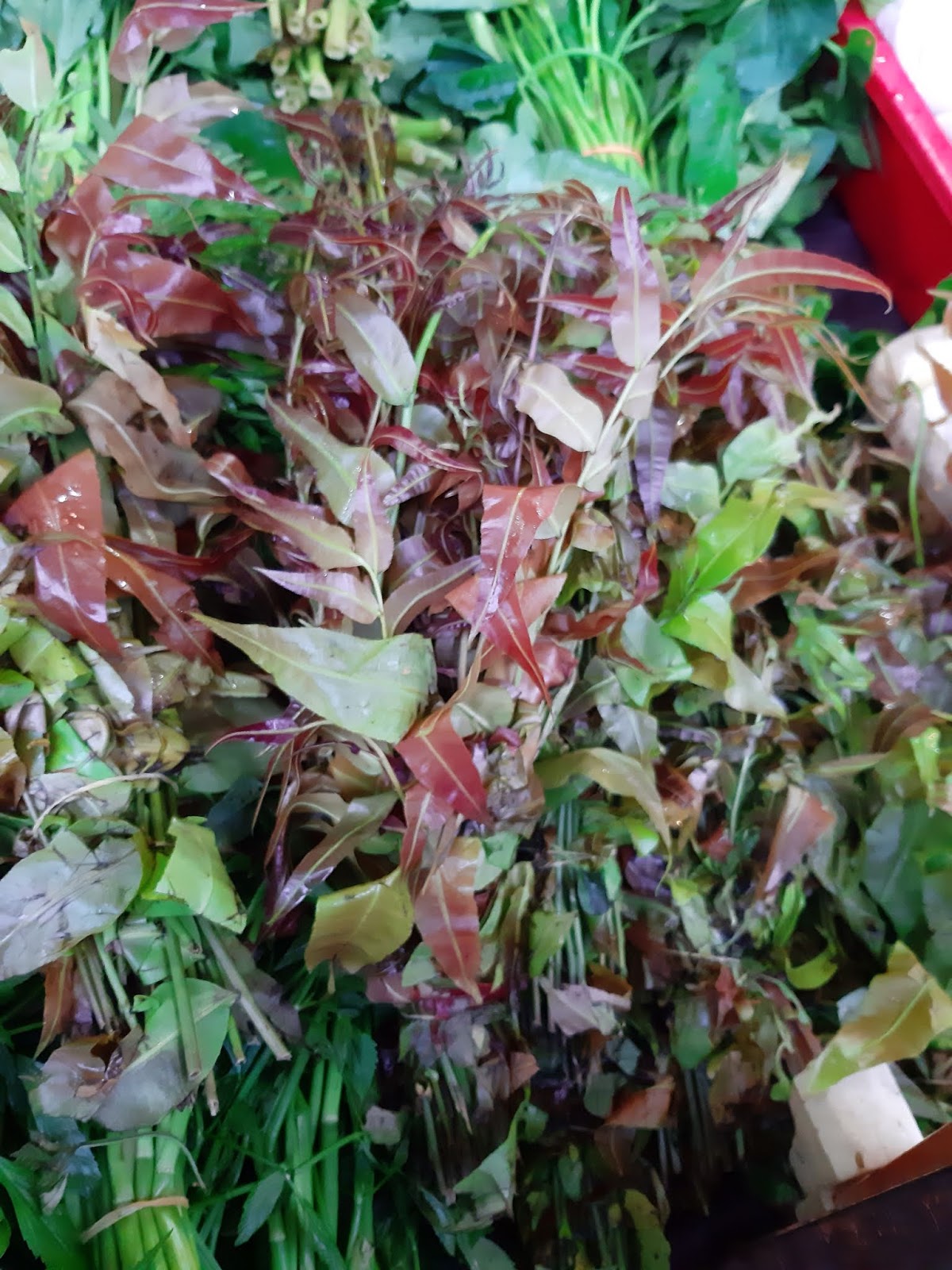 Dana Resepi Pucuk Paku Merah Tumis