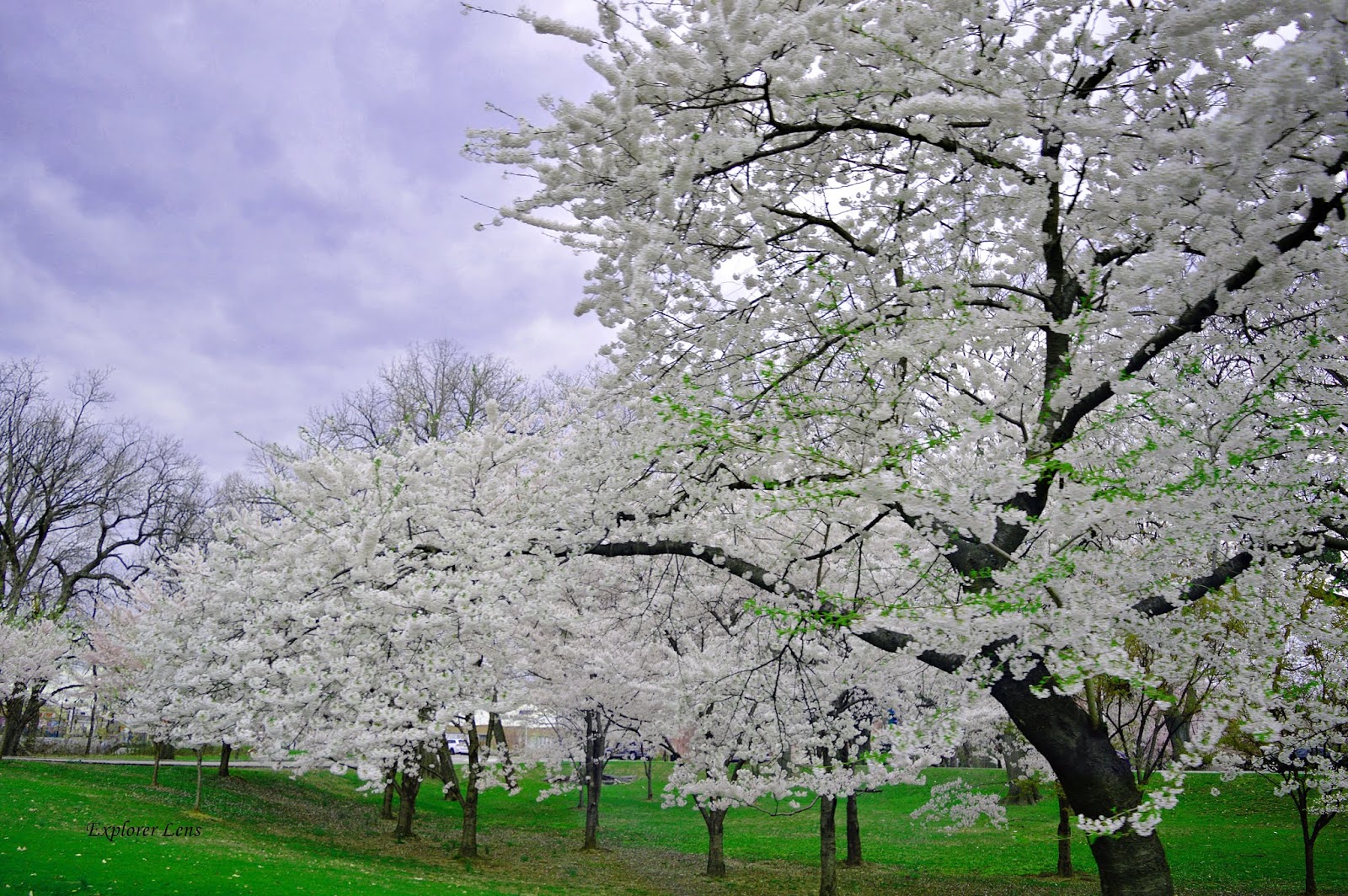 Top Cherry Blossom Destinations around New Jersey Explorer Lens