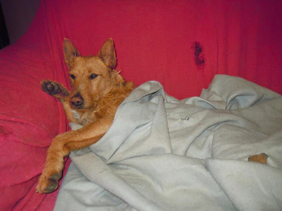 große_hunde_in_not — Mein Leben mit Hund