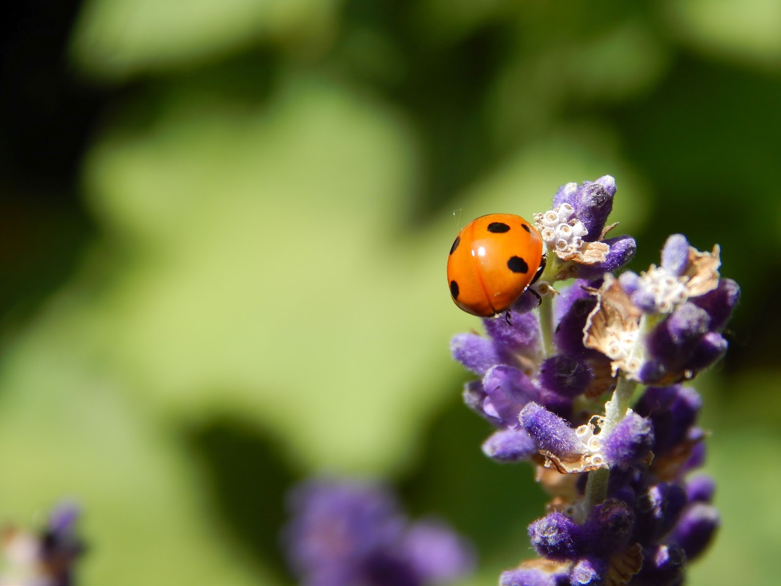 Reisbluete veganblog Wozu ein bioveganes Gartenbuch , und wie geht