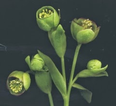 Helleborus foetidus