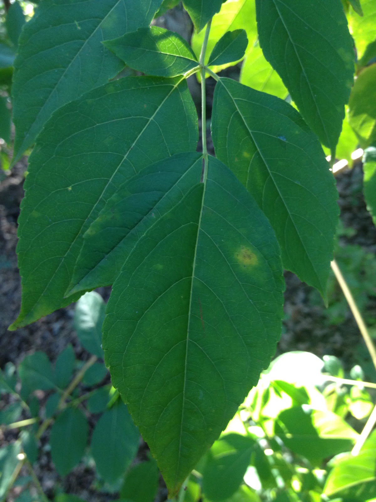 Contrary to the matter: Elderberry in my back yard!!