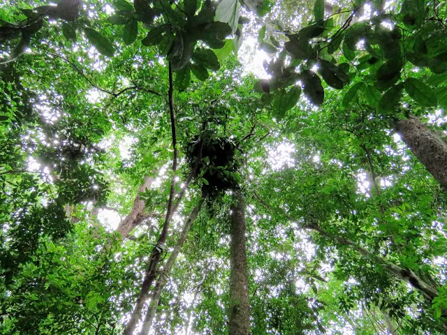 Chimpanzee night nests discovered on our habituation experience in Uganda