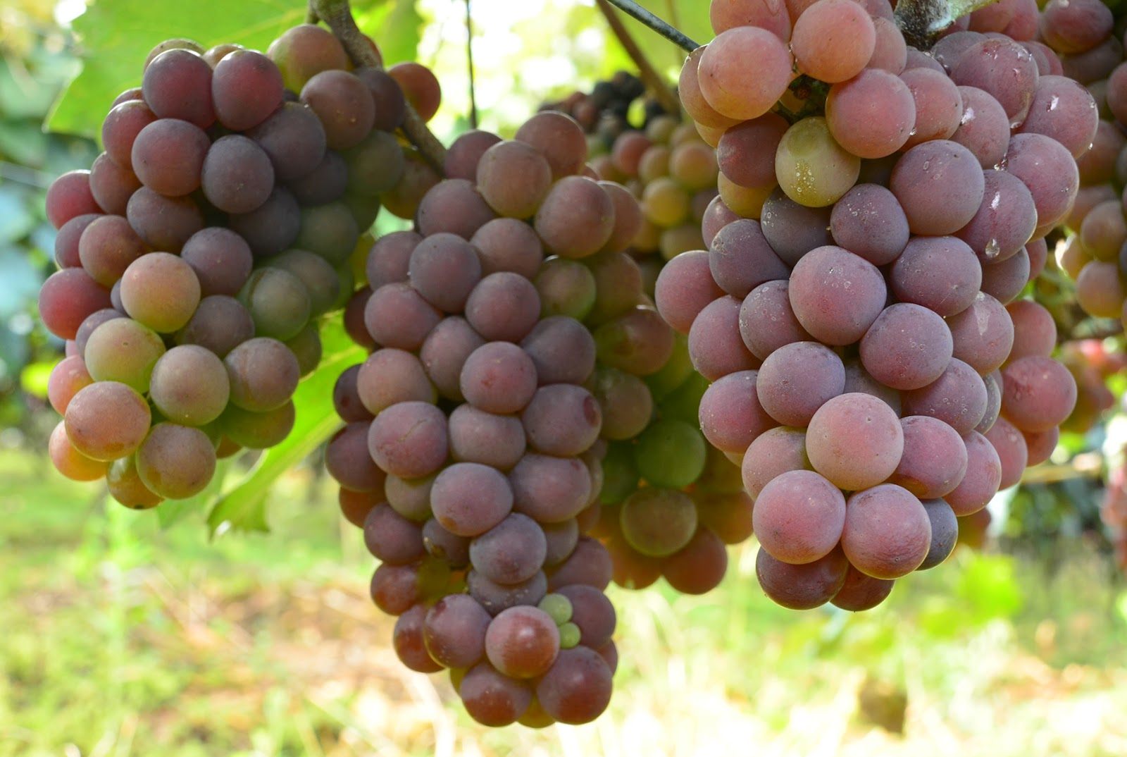 Uvas Rosada - SMA/SP: Março 2012